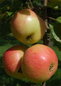 Apfel-BUND-Lippe